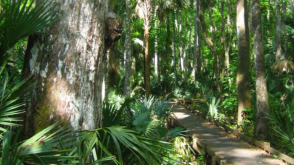 Bear Swamp hiking trail in the Ocala National Forest