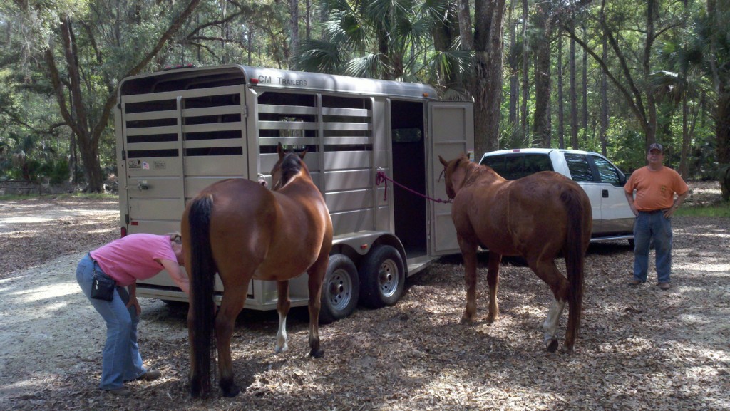 Horse trails near Ocala, the equestrian capital of the South